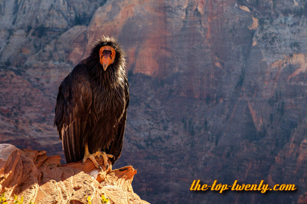 California Condor list top 20 biggest birds California Condor